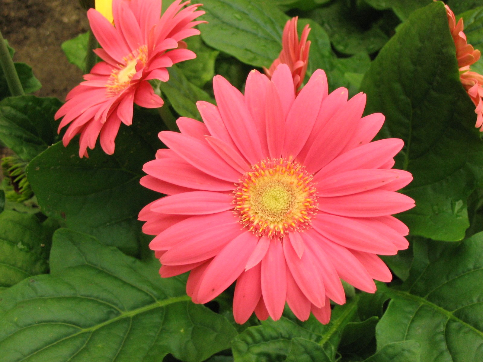 Gerbera