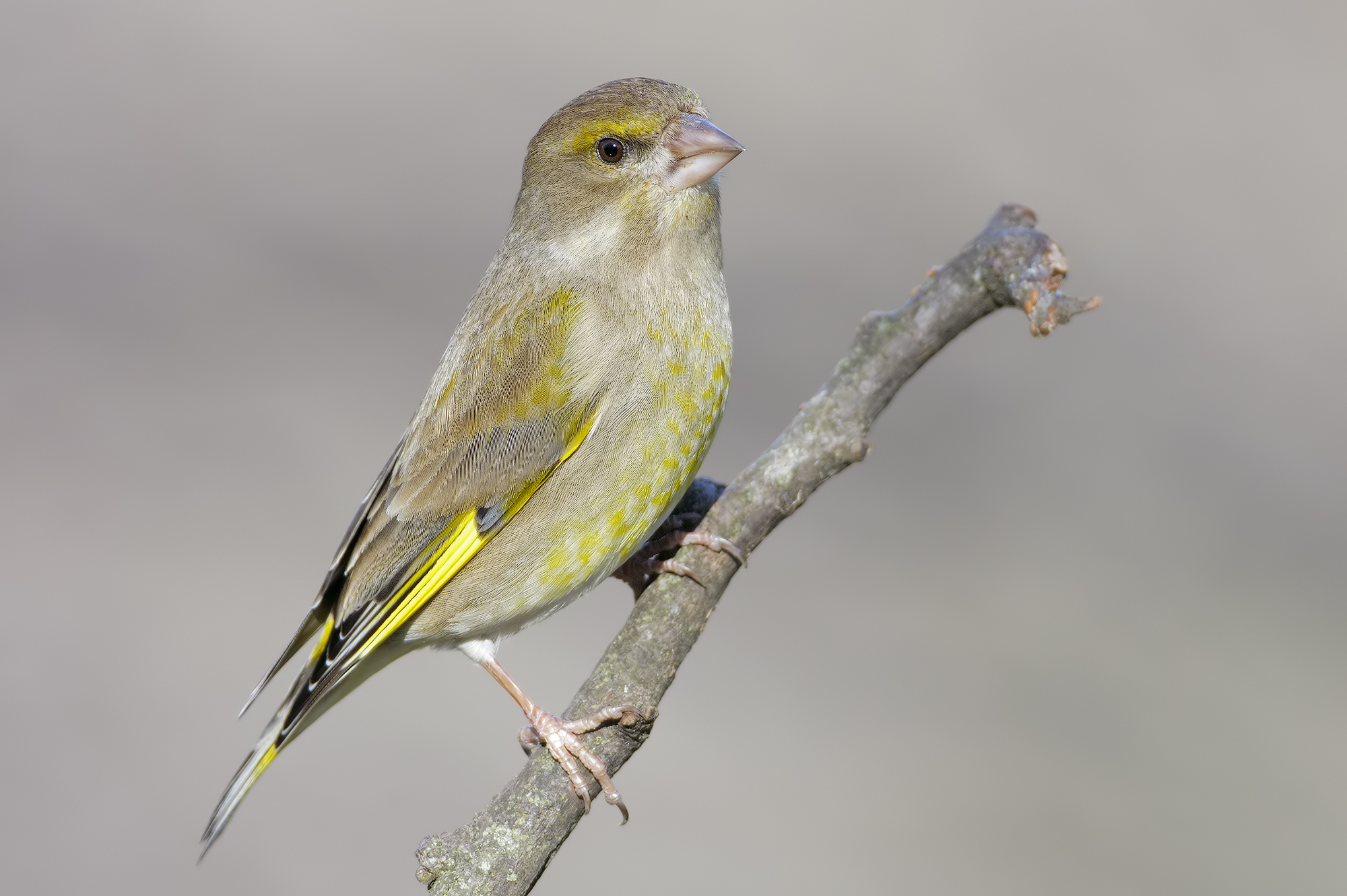 greenfinch