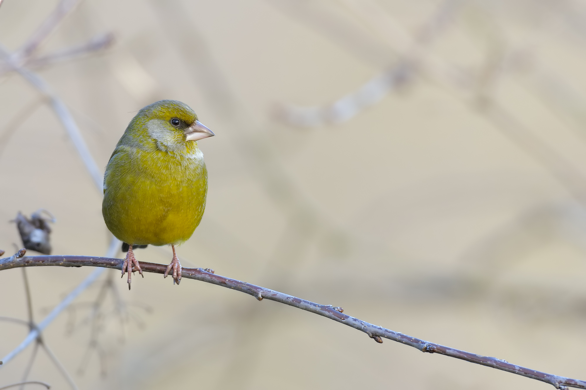 greenfinch