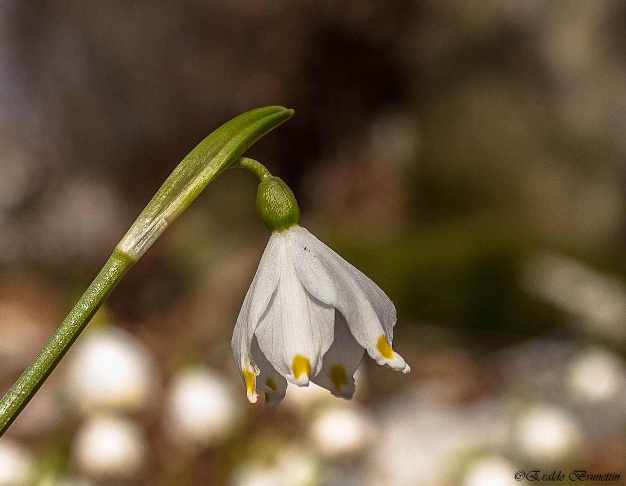Tinkerbell spring (Leucojum vernum)