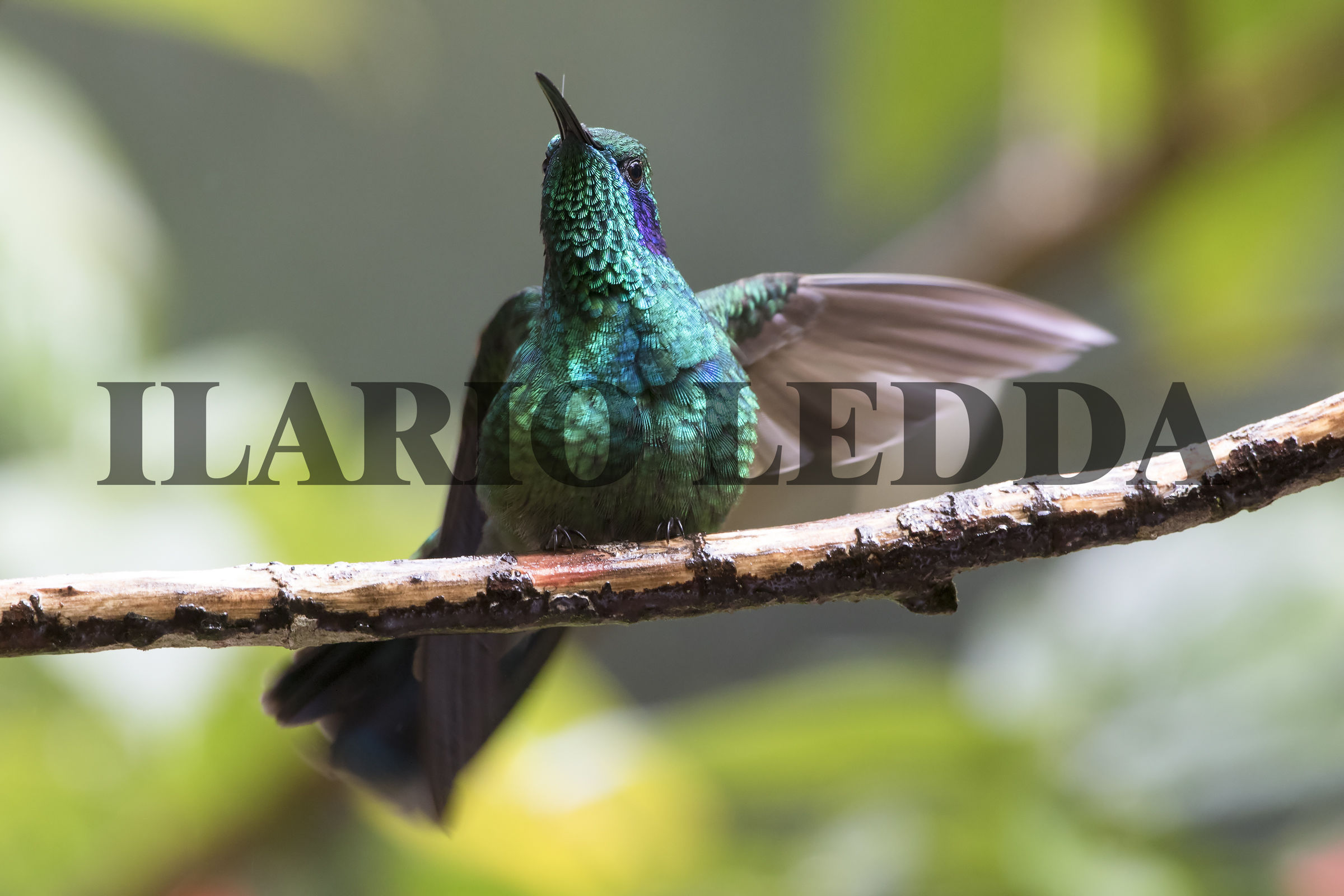 colibri