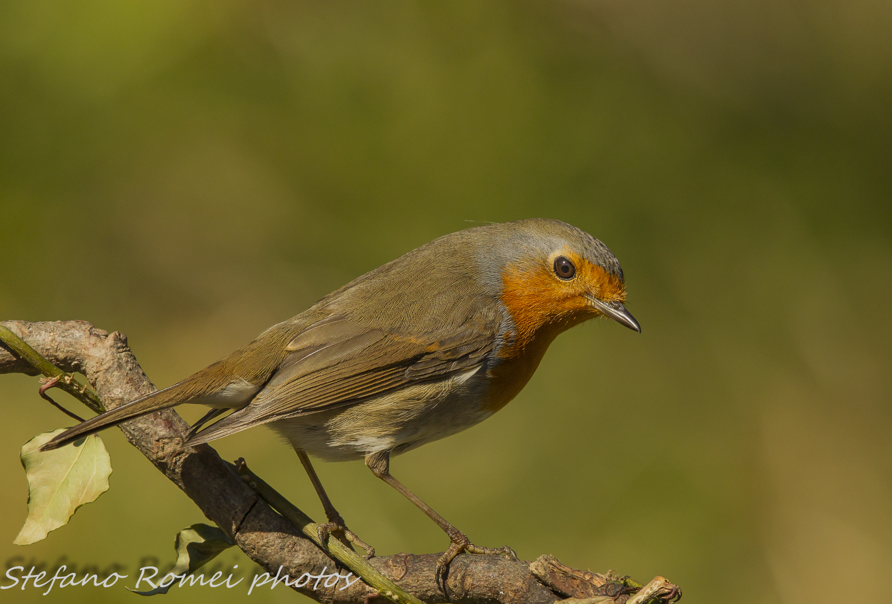 it will not start ....