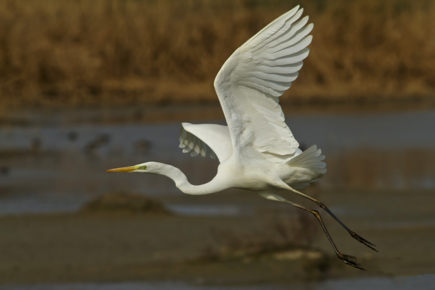 White Heron Maggiore