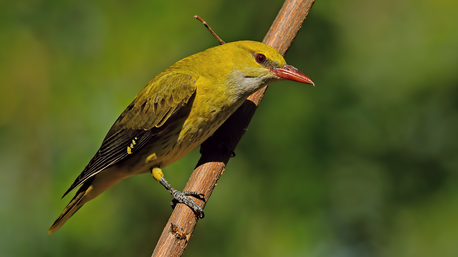 Sar? Asma »Oriolus oriolus» Golden oriole