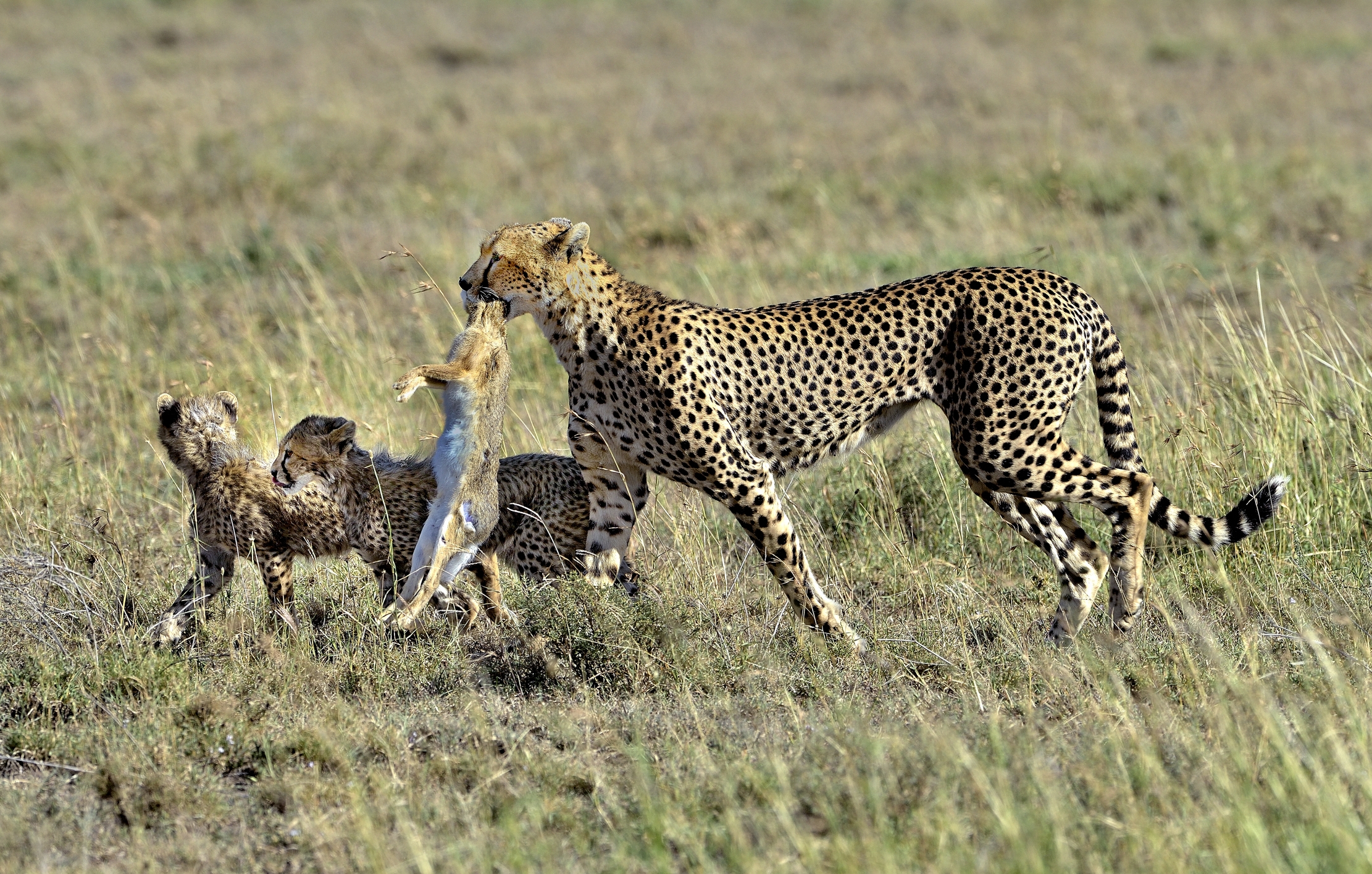 Tanzania 2015 - Oggi...LEPRE!