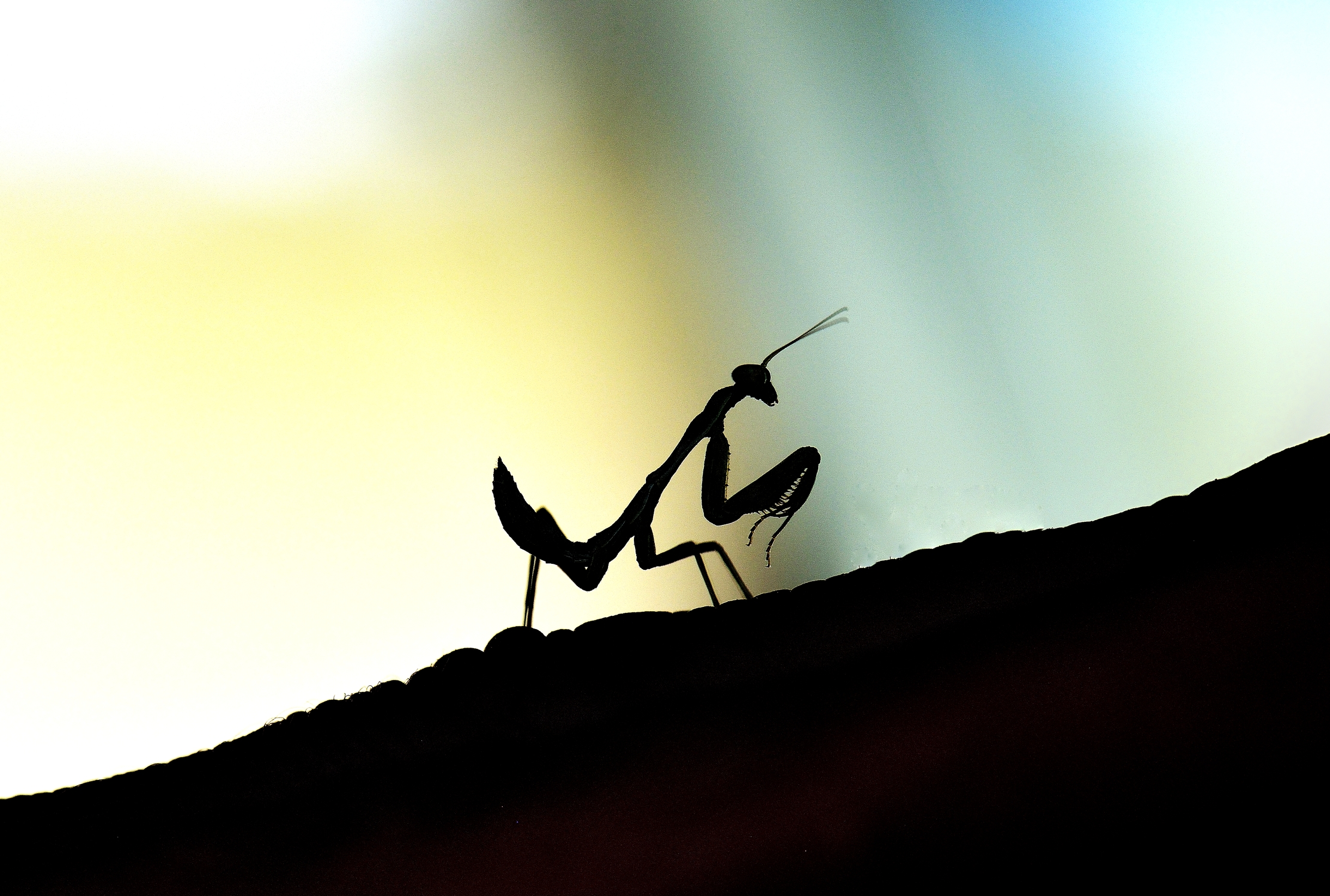 Tanzania 2015 - Mantide piccolissima