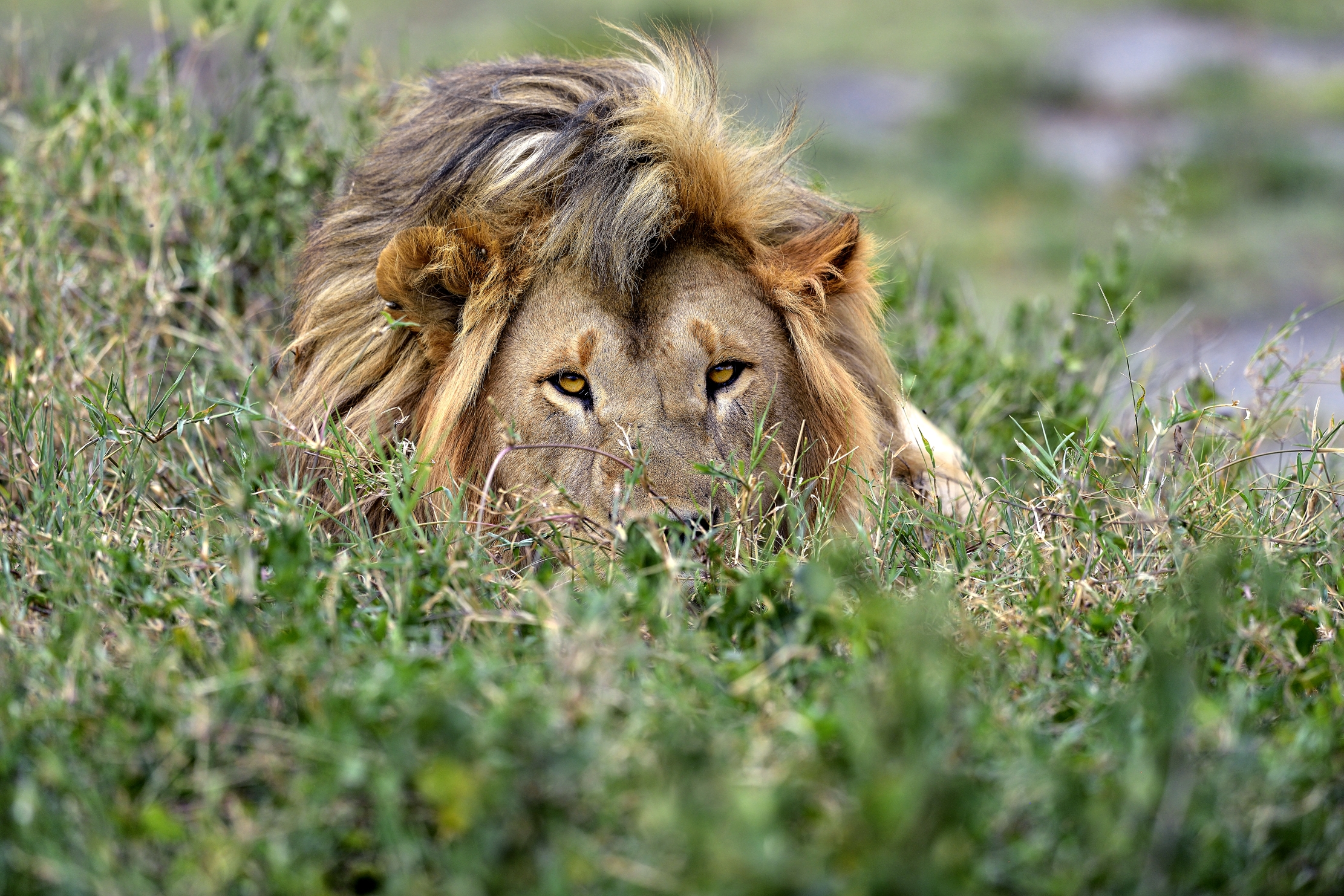 Tanzania 2015 - Chioma bionda sbircia..