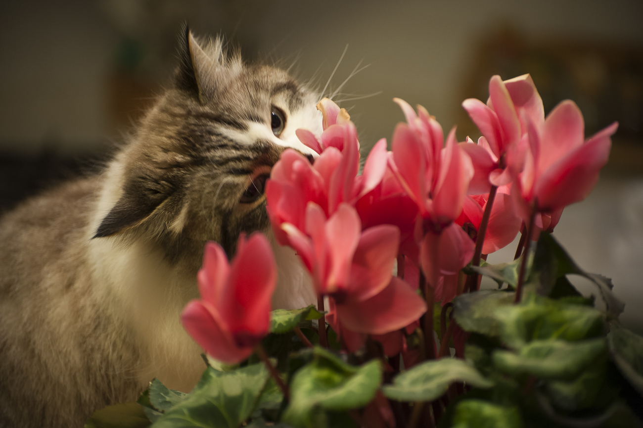 milu 'and the flowers