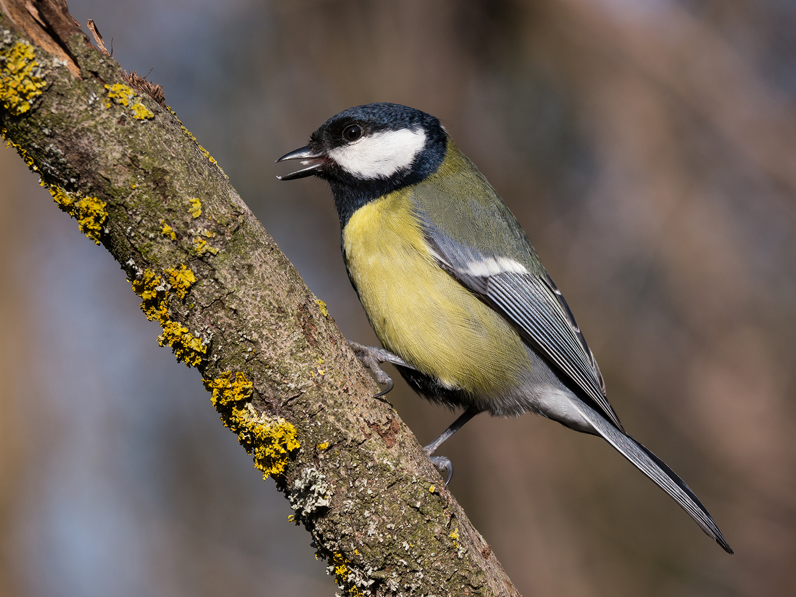 una cincia alquanto allegra