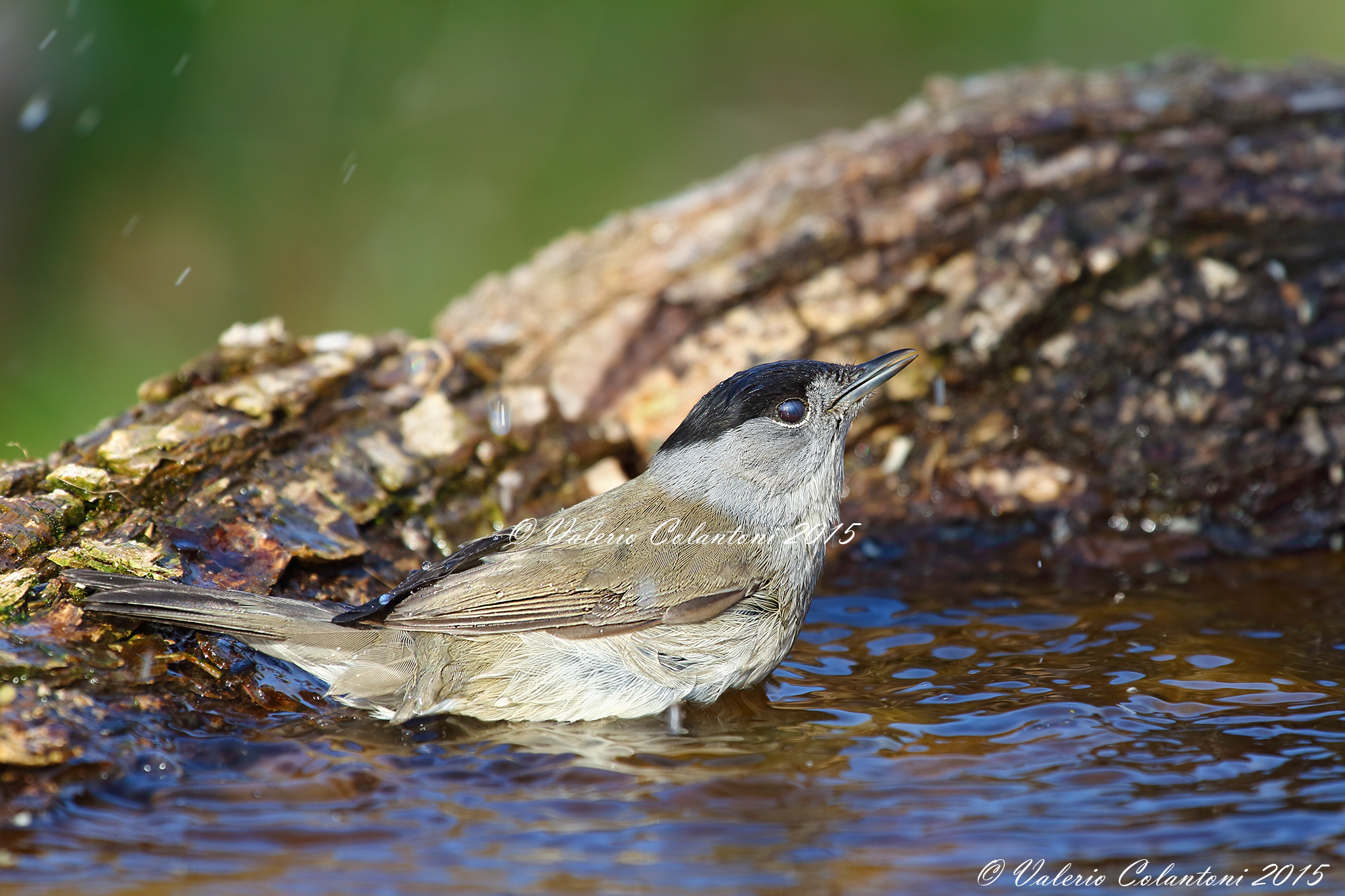 Il bagnetto della capinera...