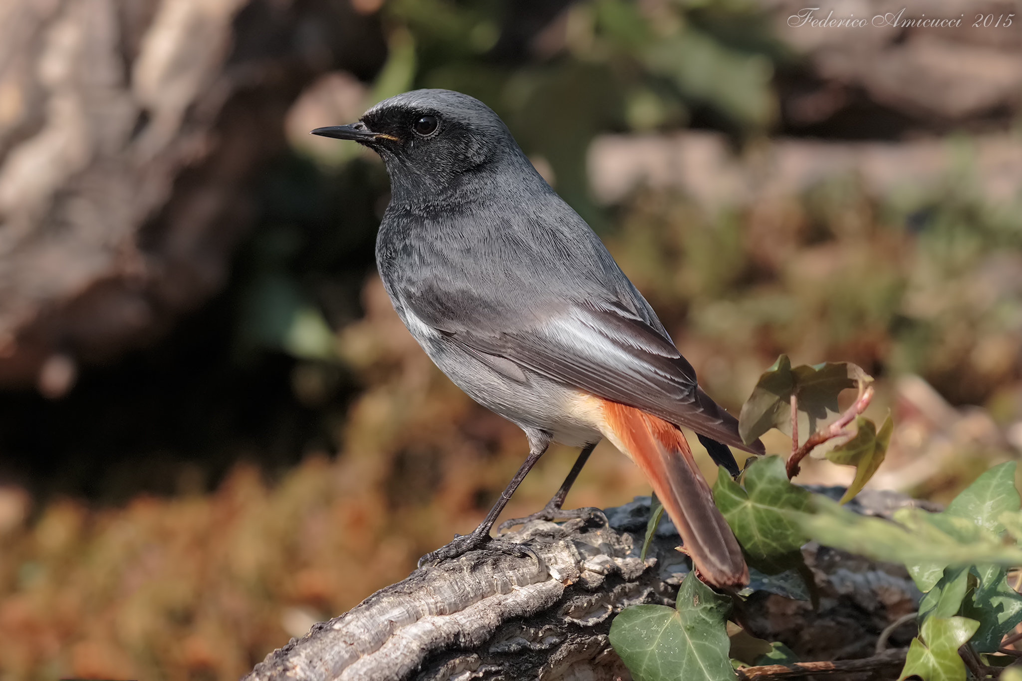 Codirosso Spazzacamino Maschio di Profilo