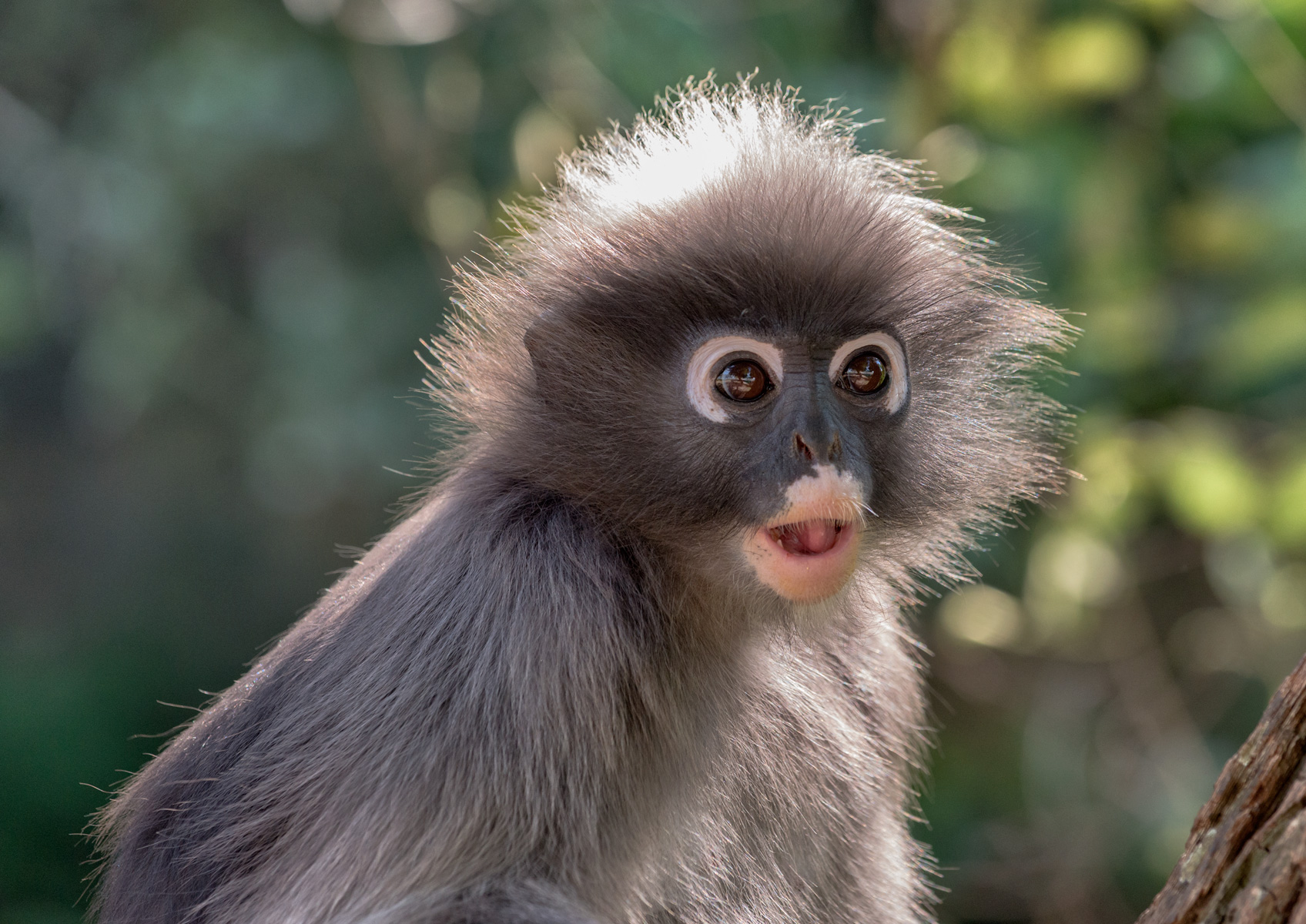 Monkey Ao Manao _ Thailand