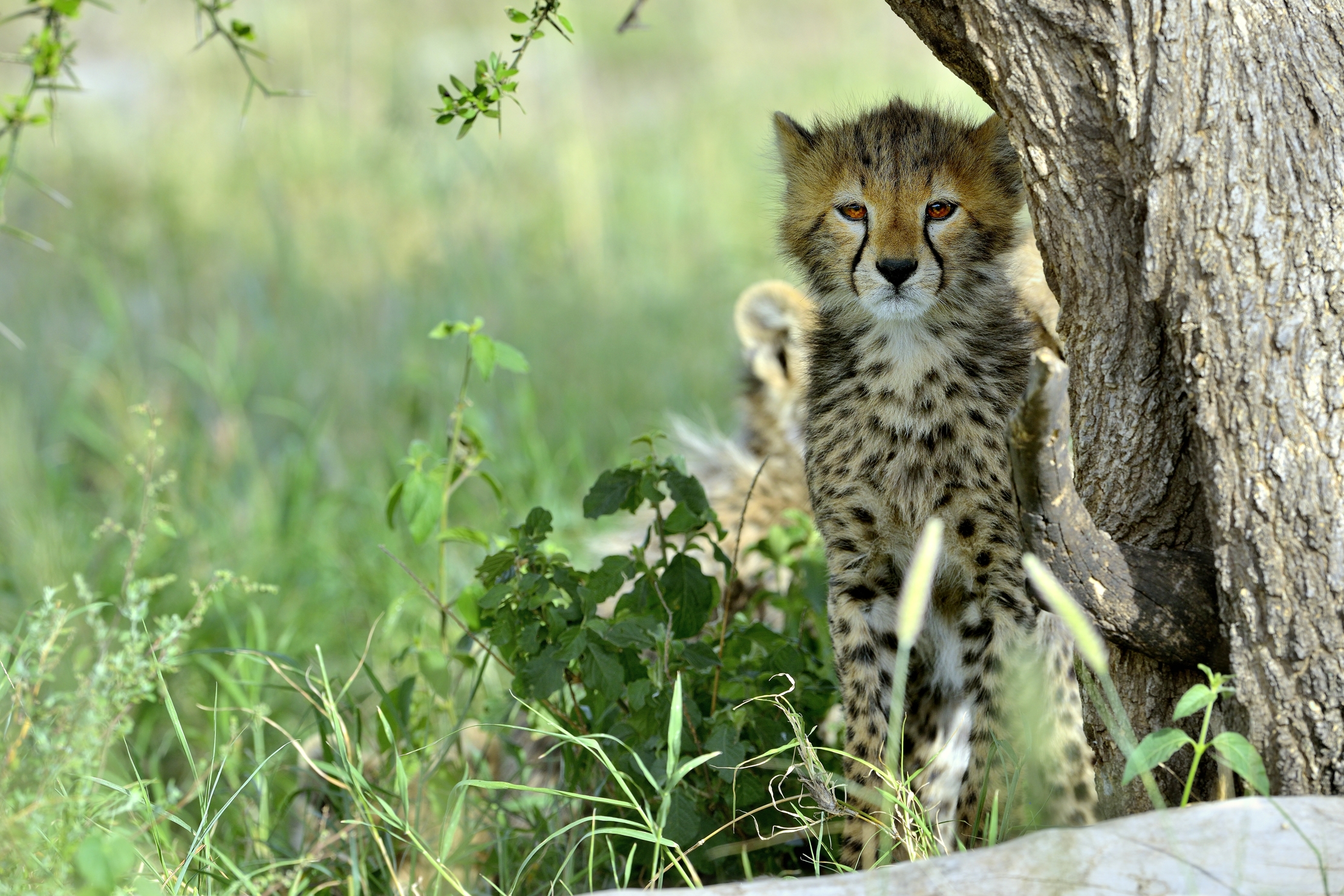 Tanzania 2015 - Cucciolo serioso