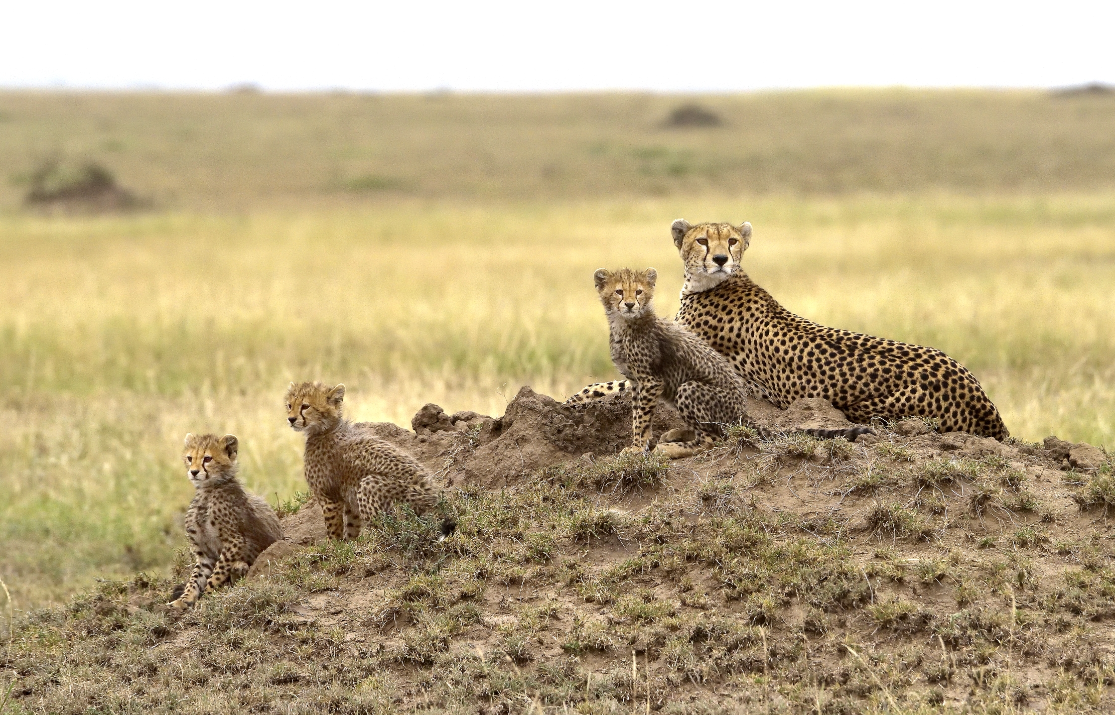 Tanzania 2015 - Ritratto di famiglia