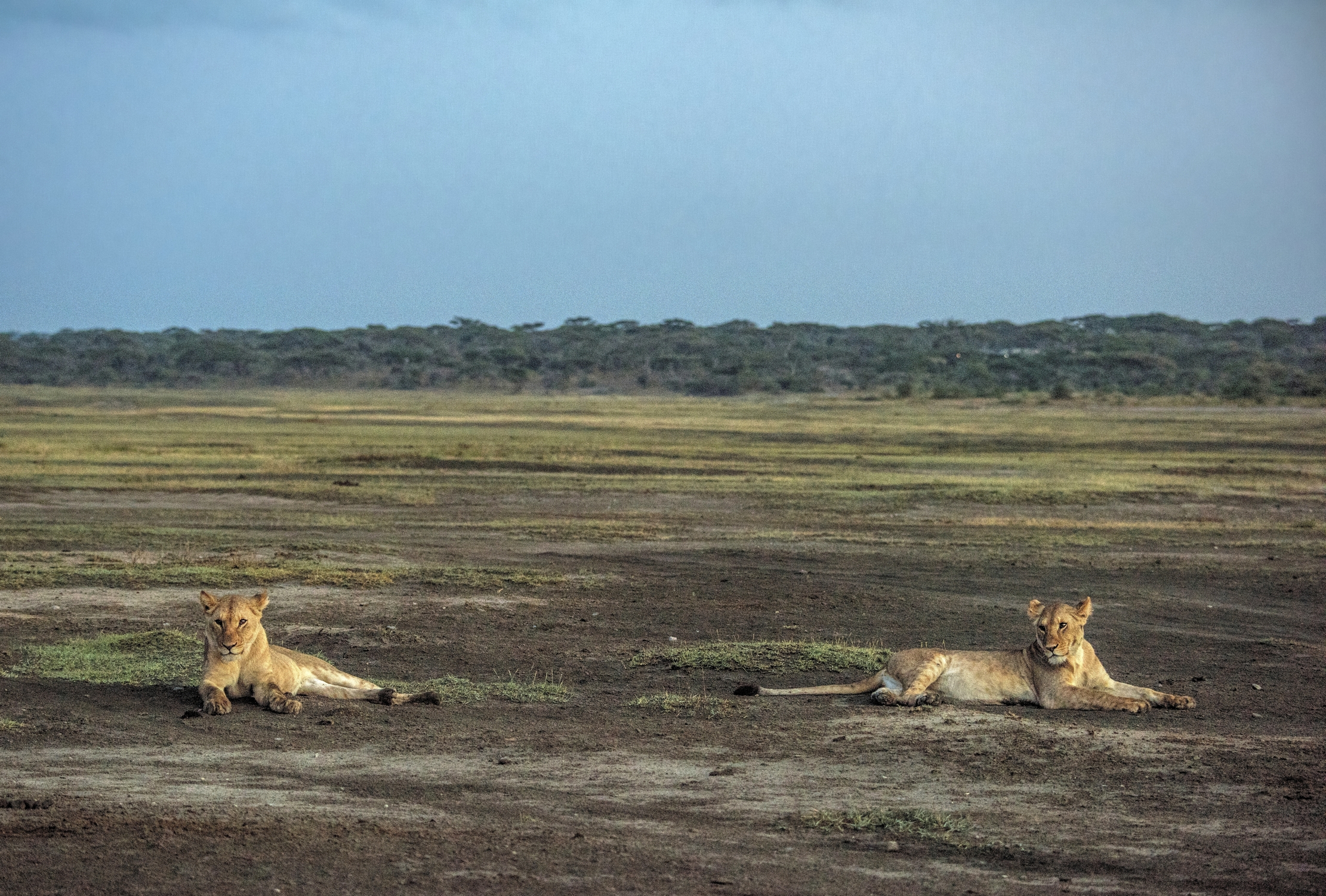 Tanzania 2015 - Sfingi all'alba
