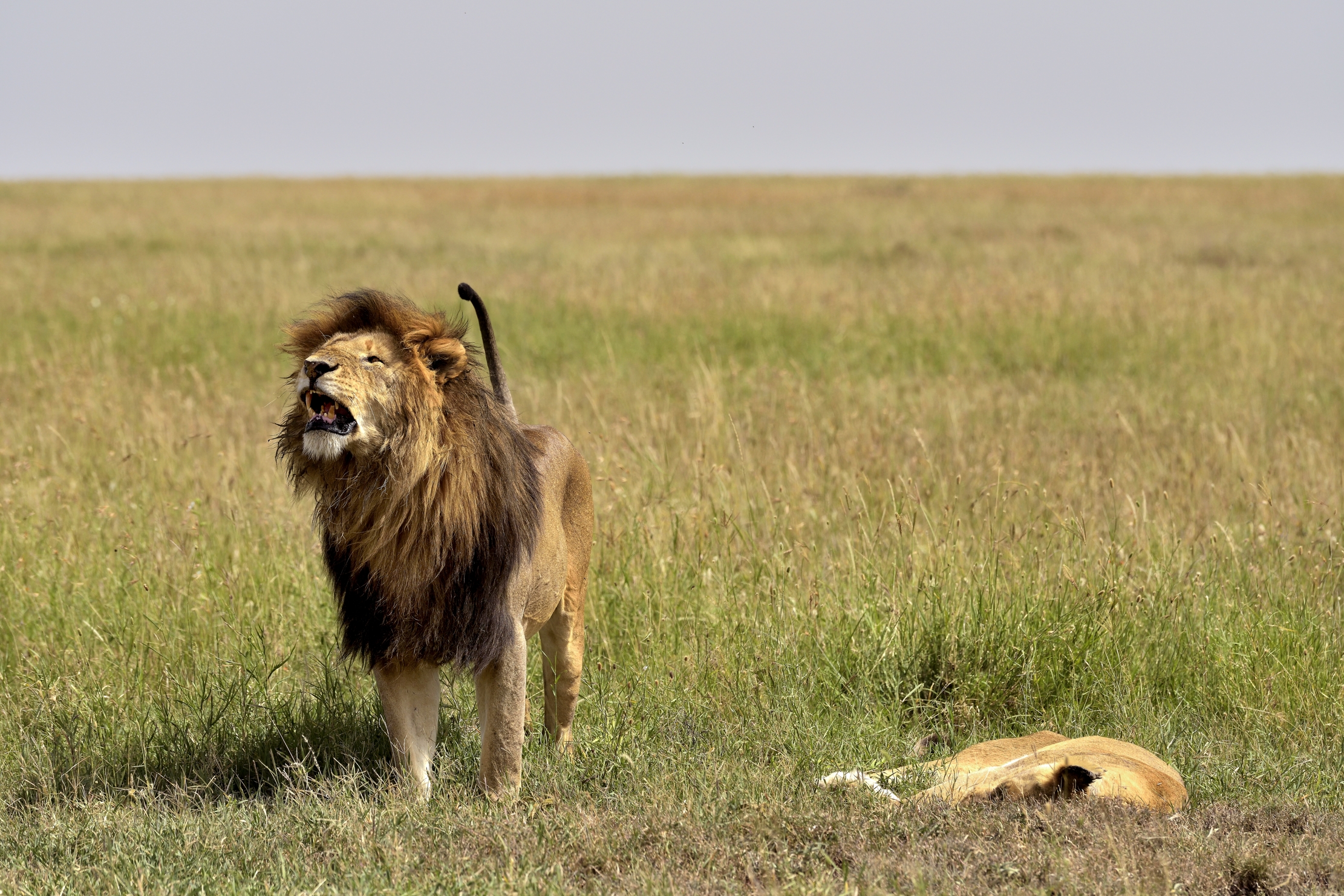 Tanzania 2015 - Ruggiti d'amore