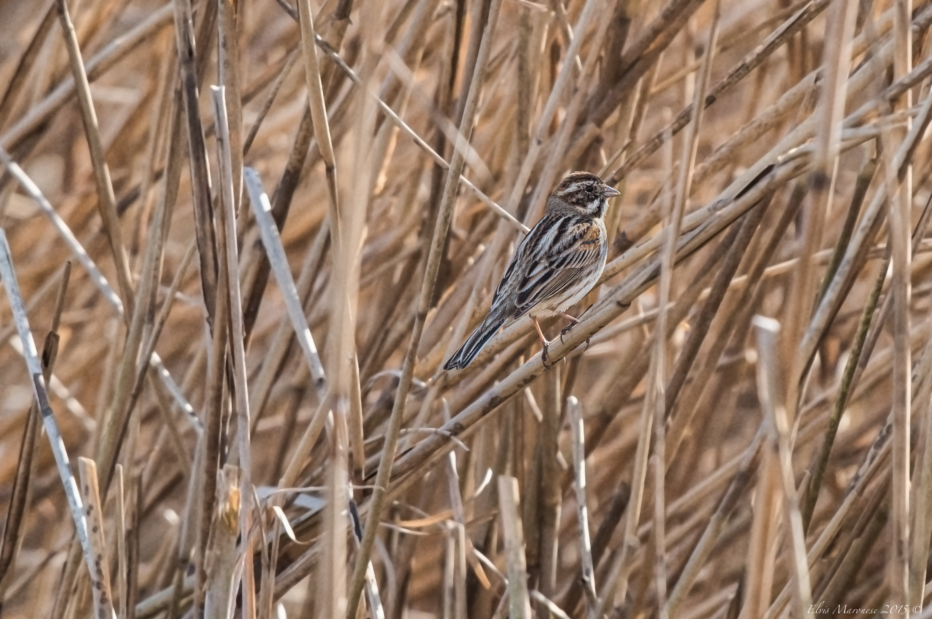 Migliarino di palude