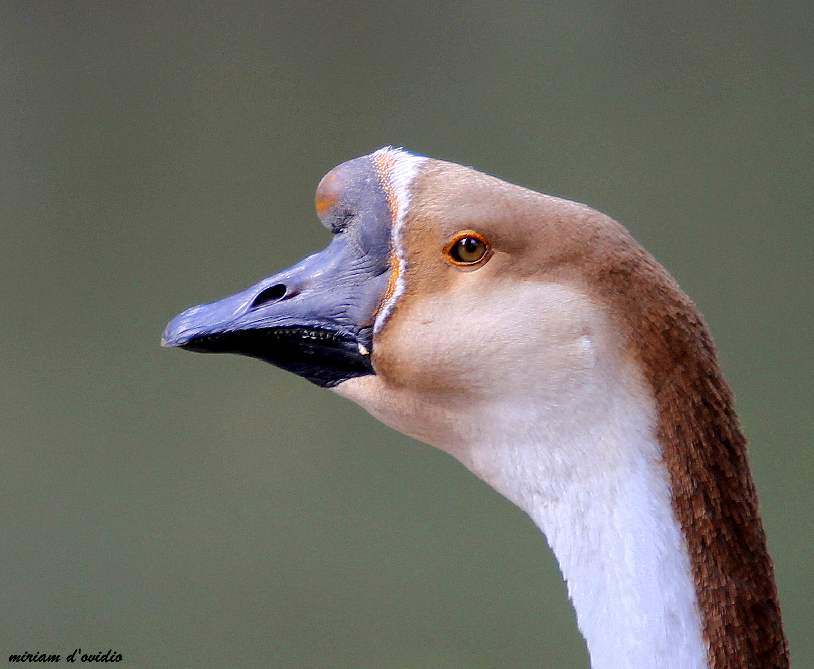 oca cinese dettaglio