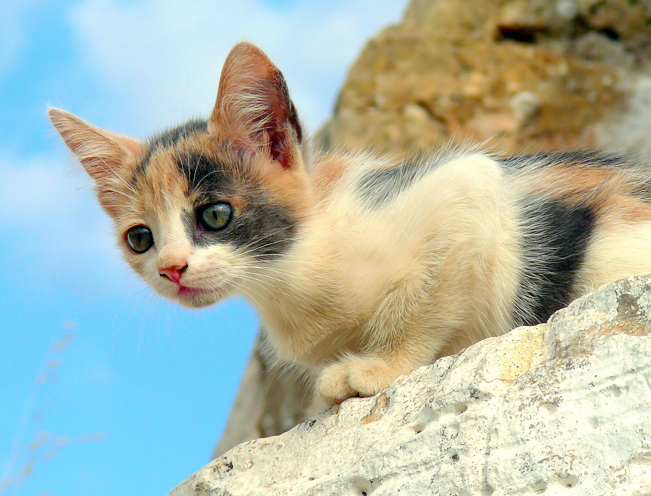 the curious cat .................