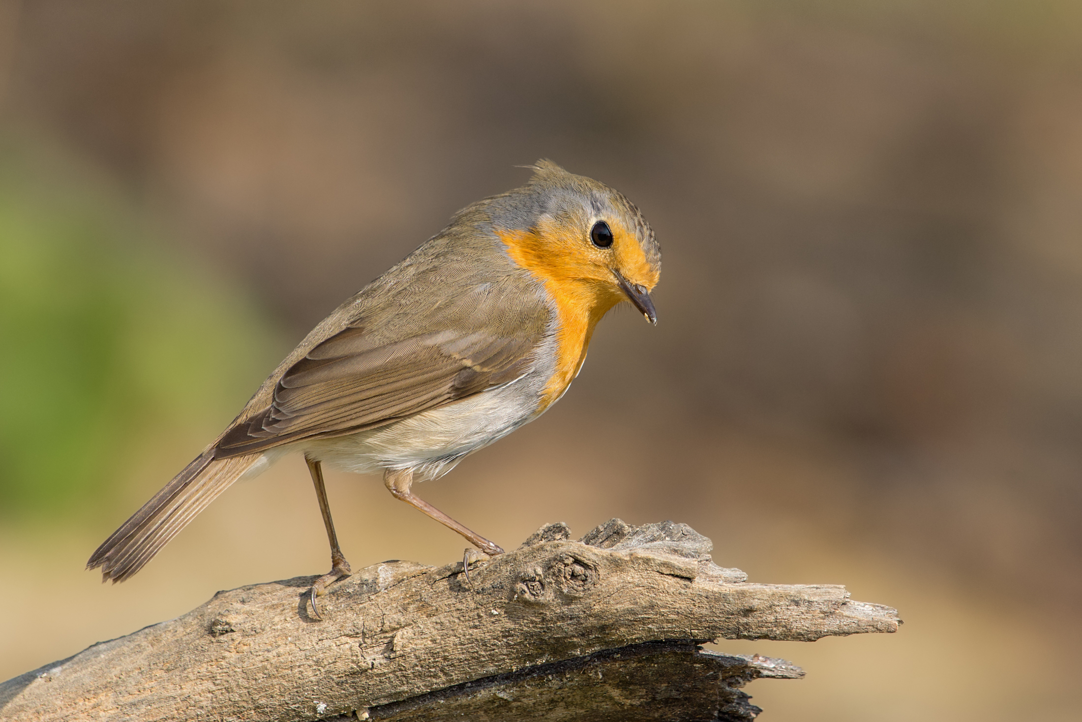 Solo un pettirosso con ciuffo