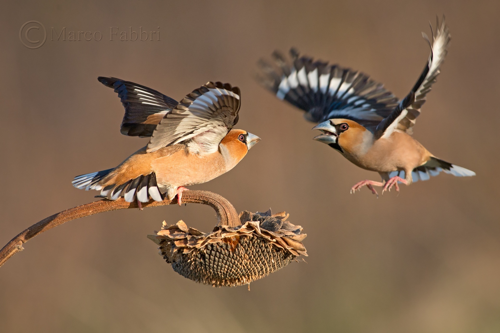 Hawfinches airstrike