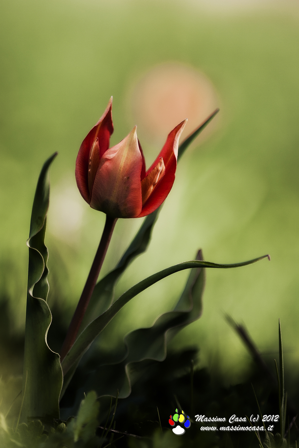 Tulipa agenensis