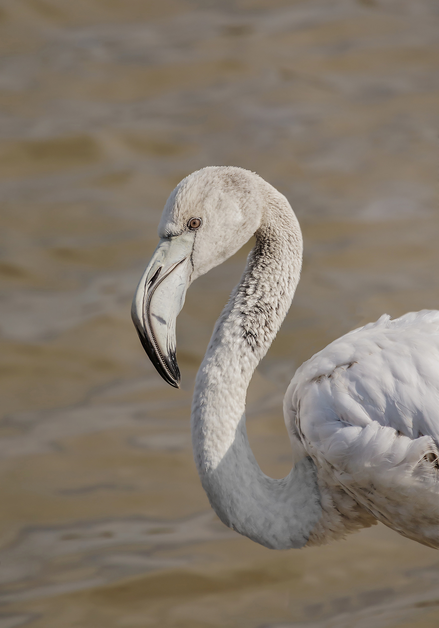 Ritratto di fenicottero...