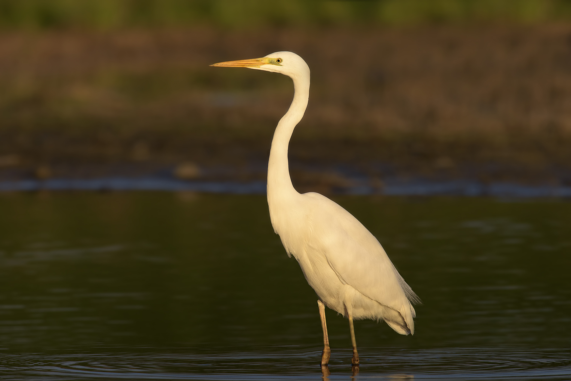 bianco maggiore al tramonto