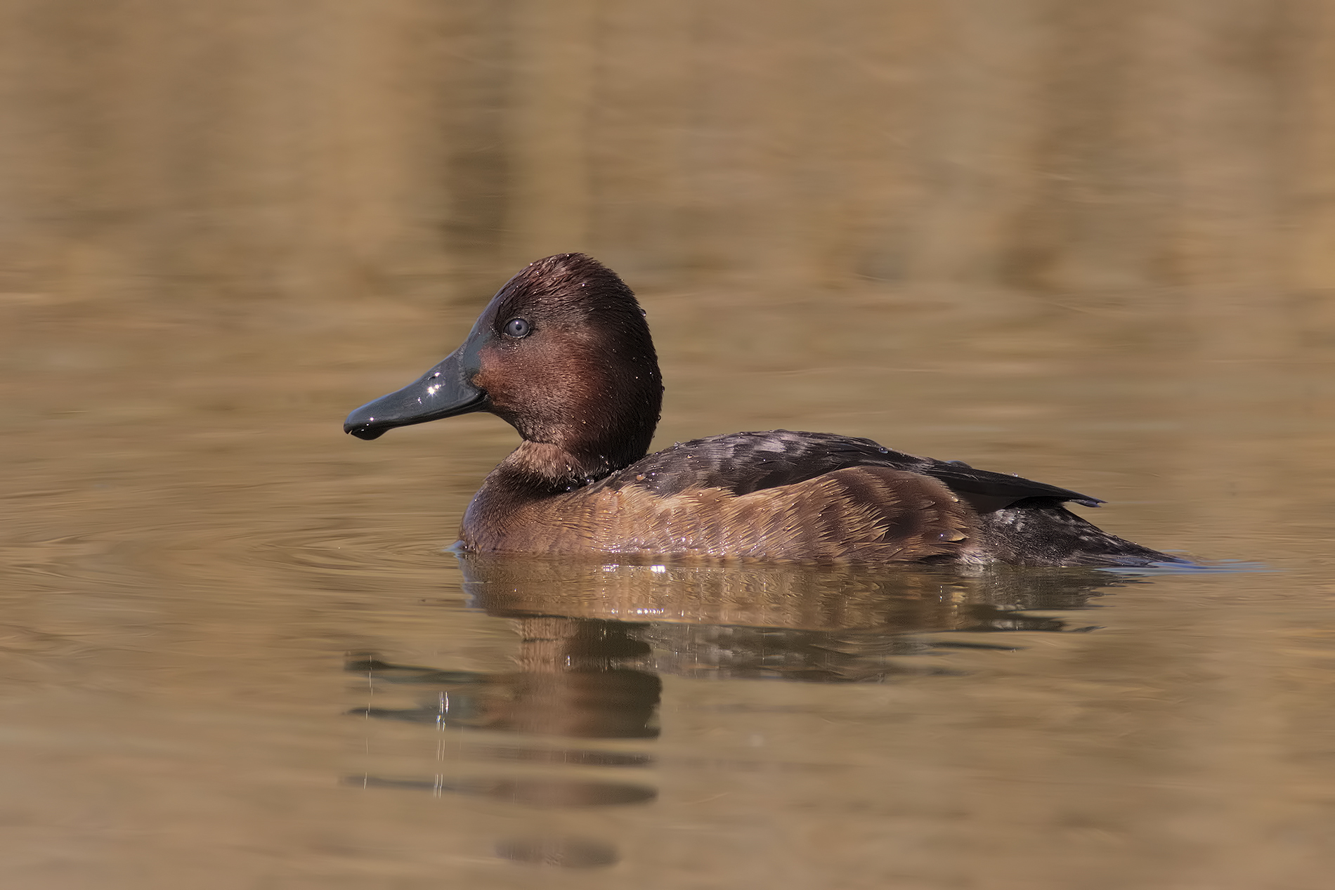 Ferruginous female