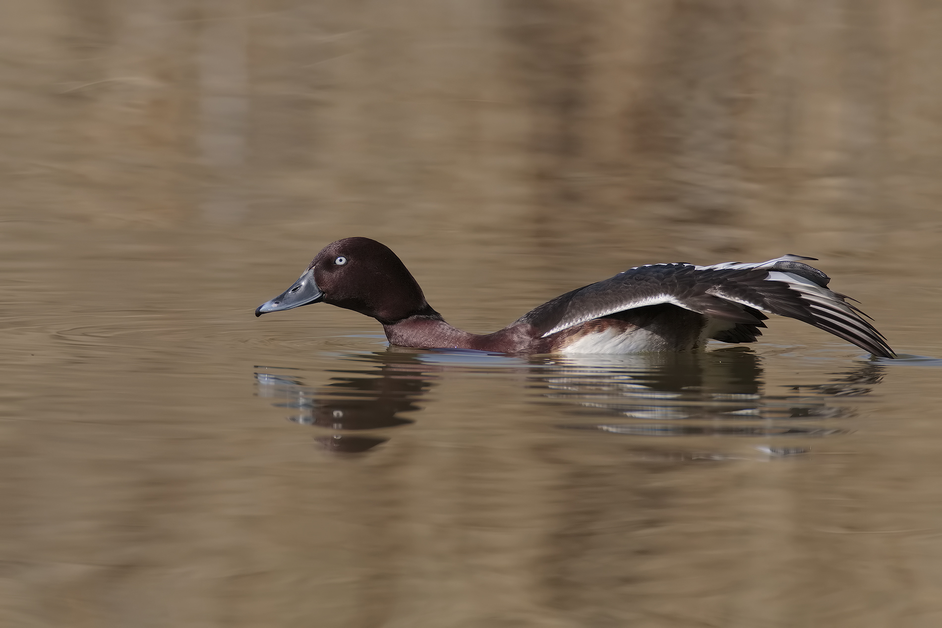 ferruginous male