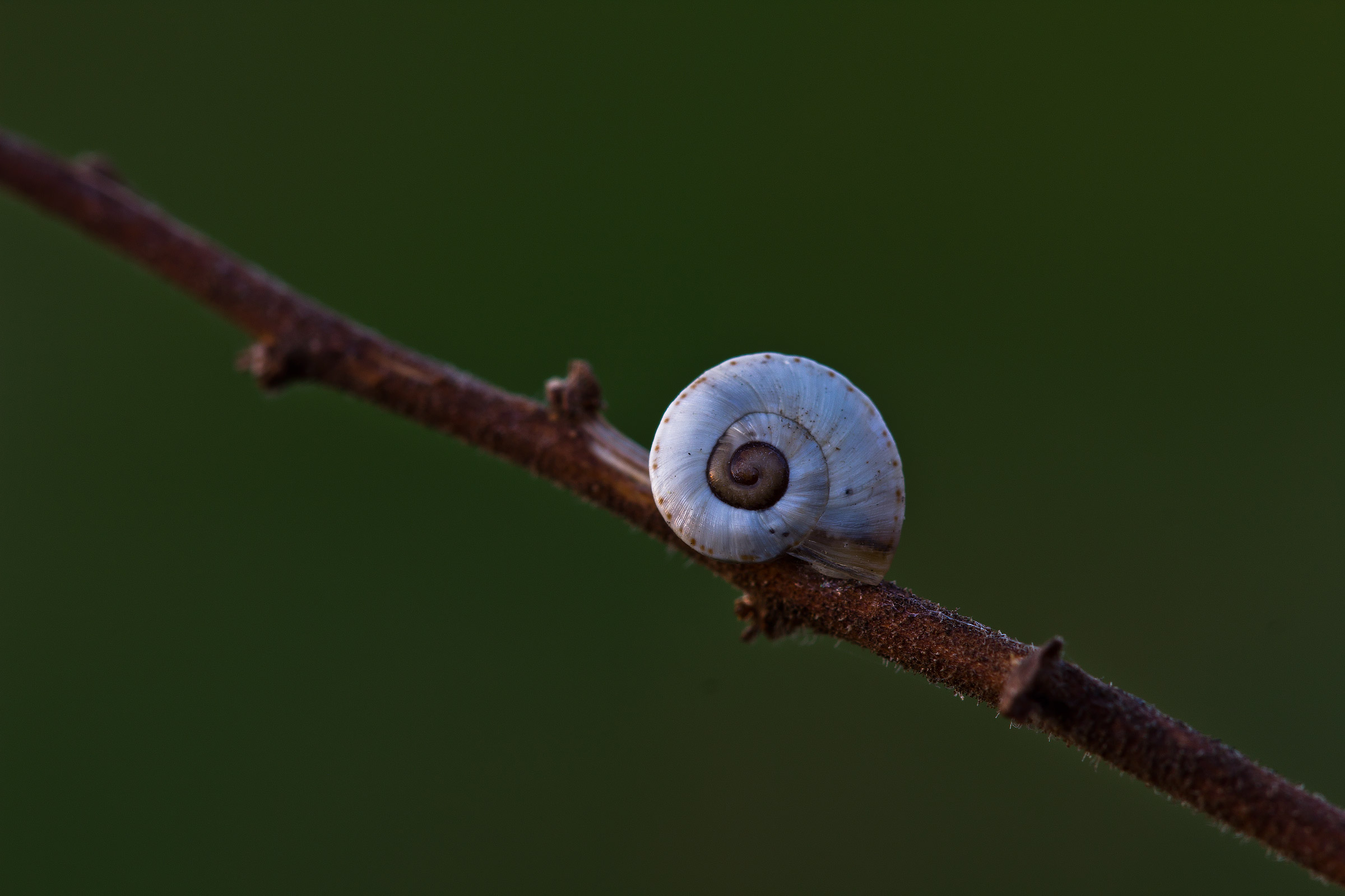 Riposino al tramonto