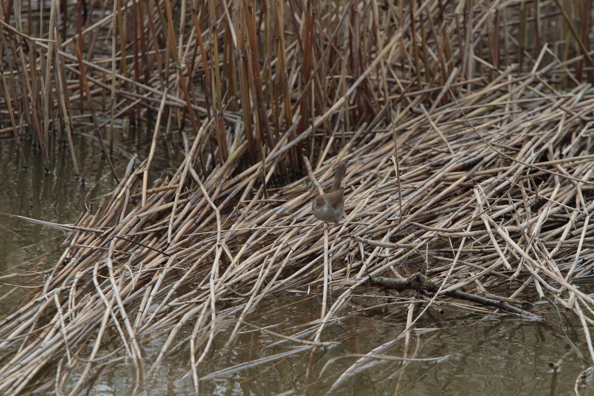 The river nightingale