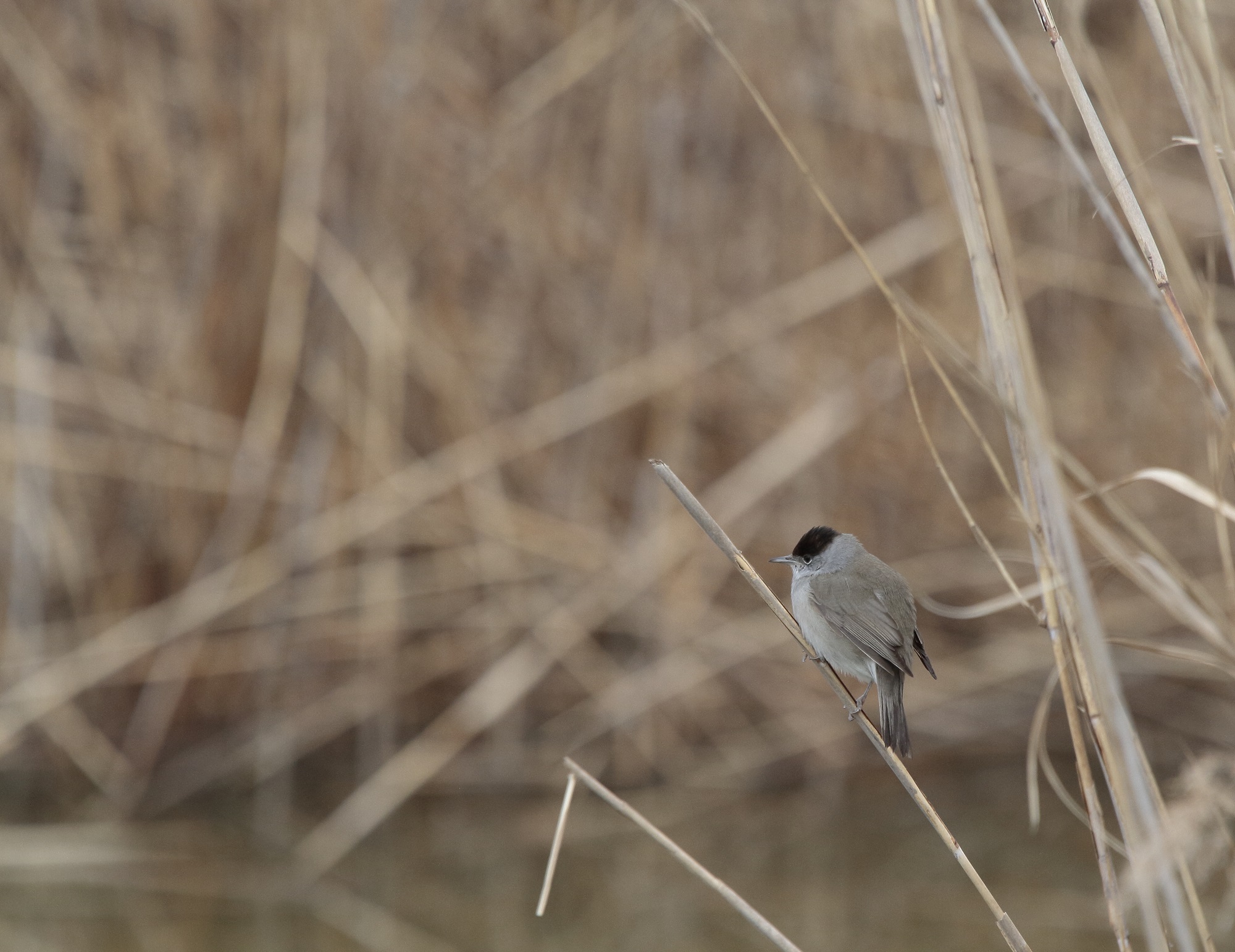 Blackcap