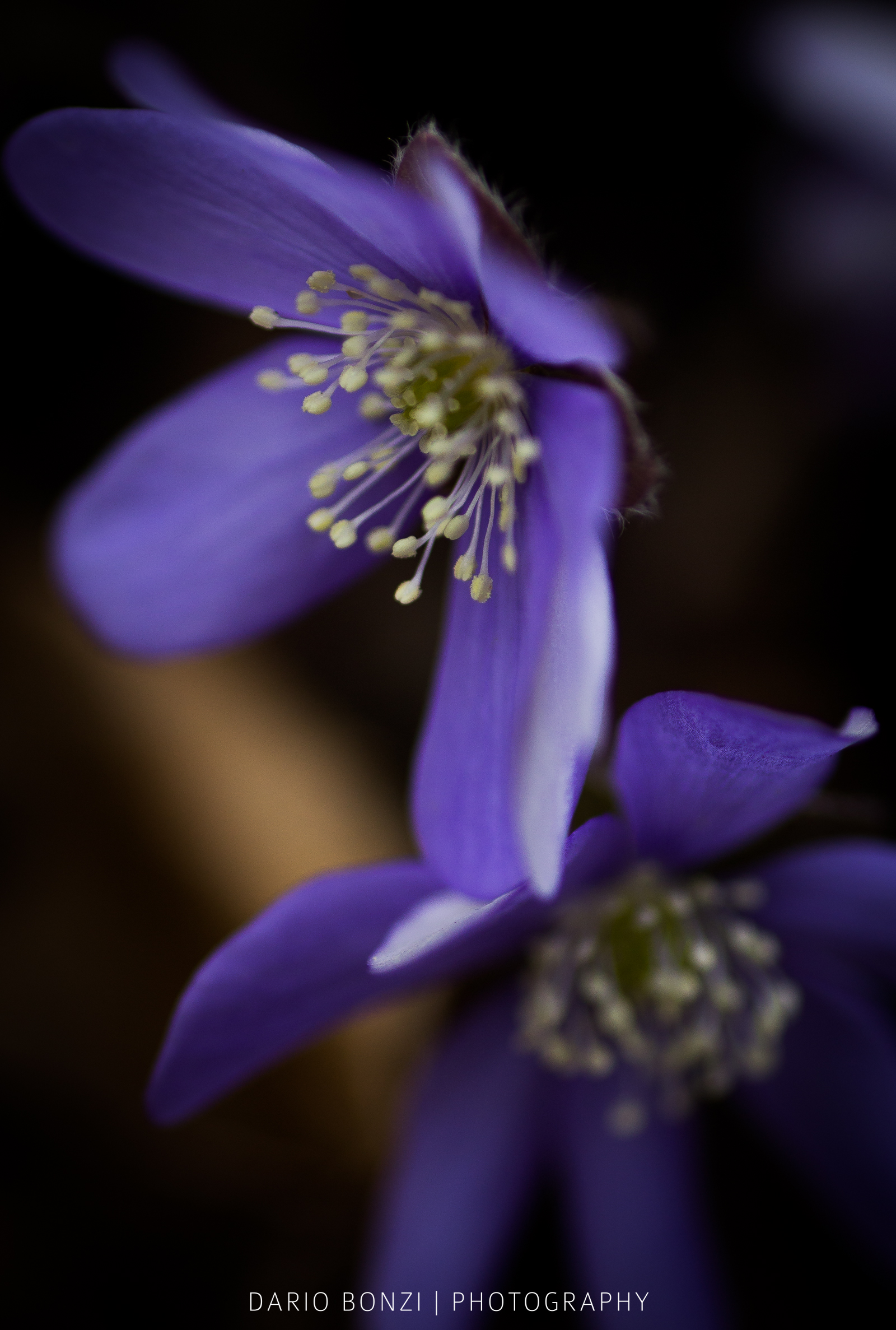 Hepatica nobilis