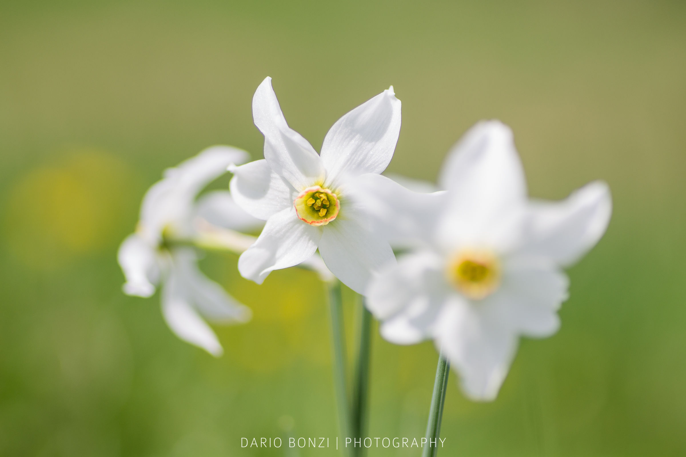 Narcissus poeticus