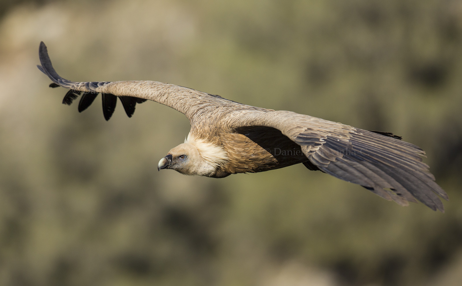 Grffon Vulture in flight