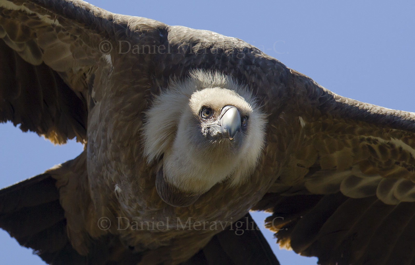 Eye contact (Gyps fulvus)