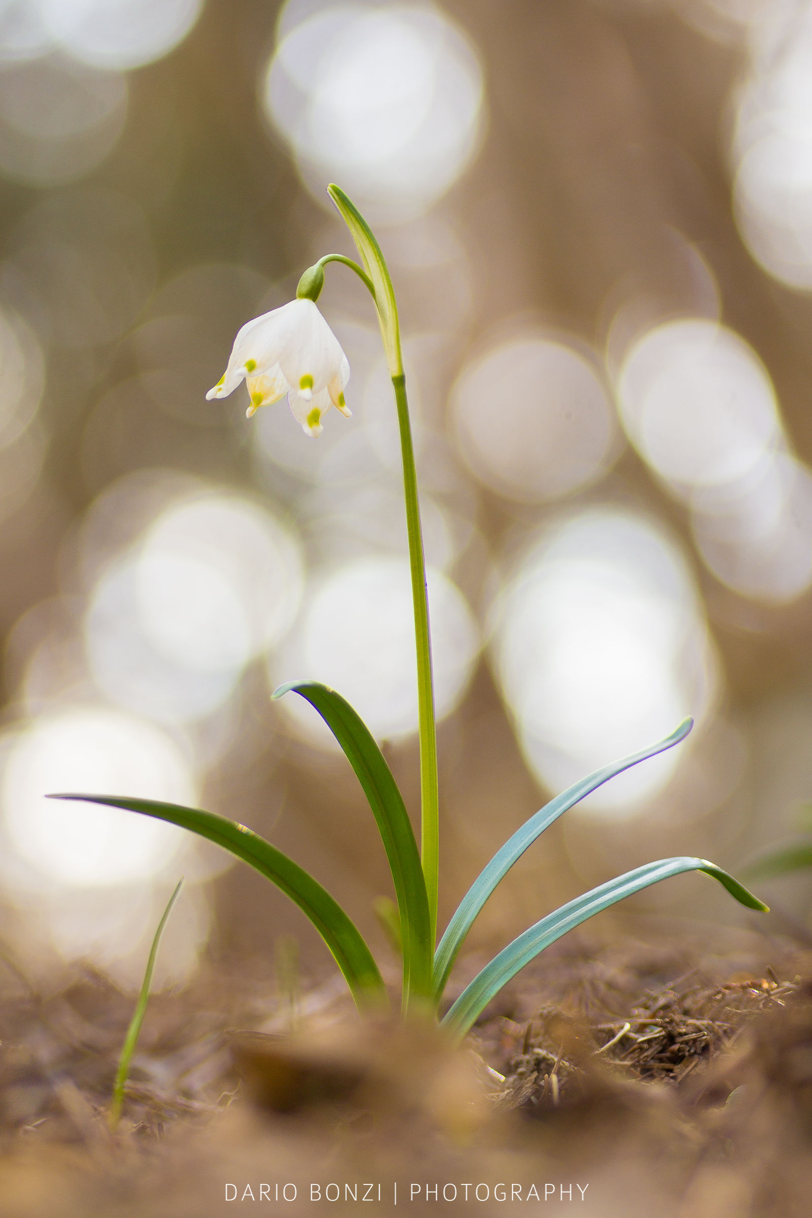 Campanelle, ad annunciare l'arrivo della primavera