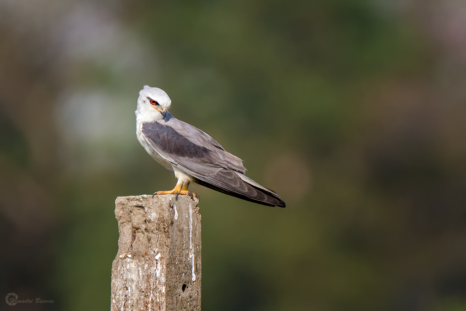 Black winged kite
