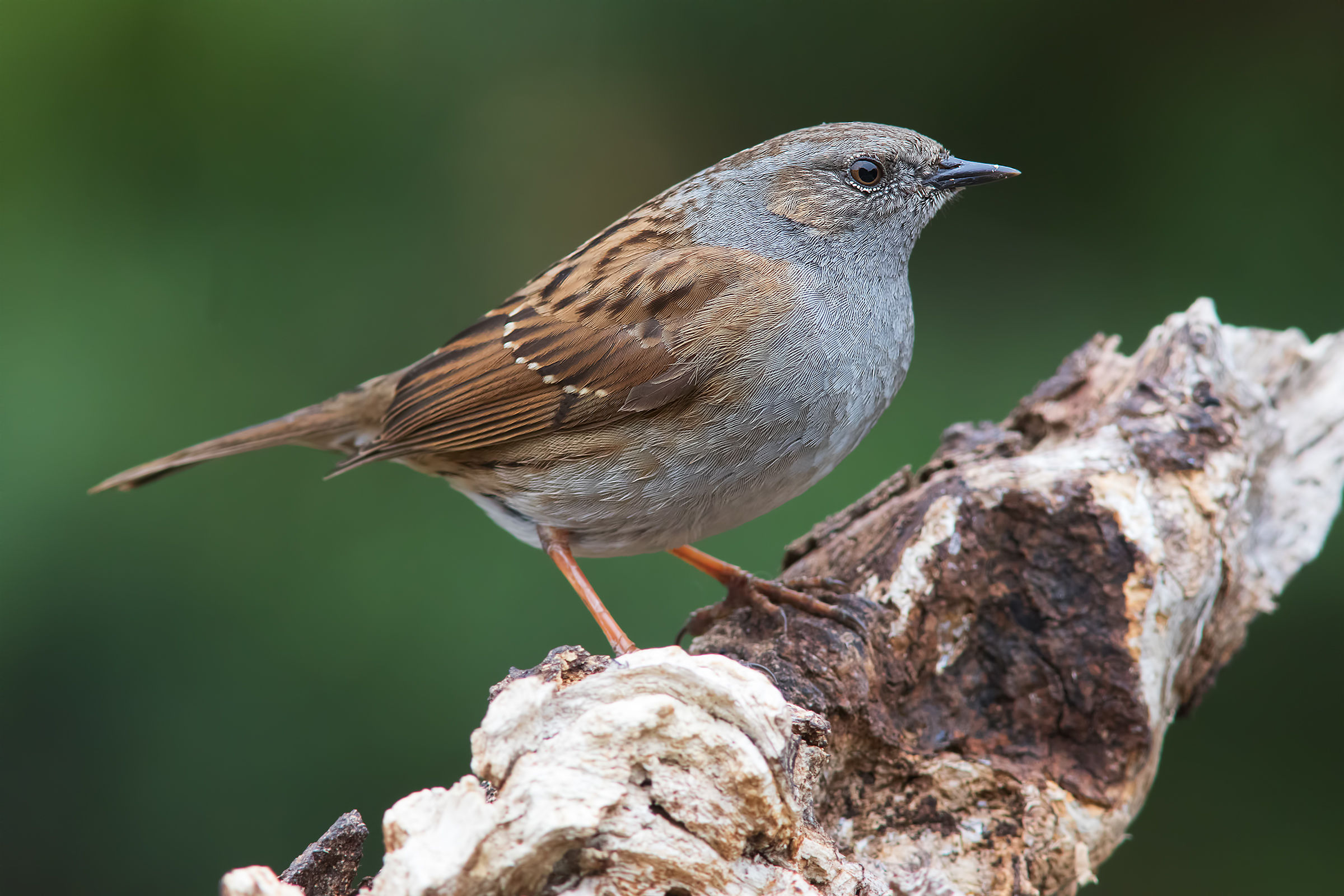 La prima Scopaiola dell'anno