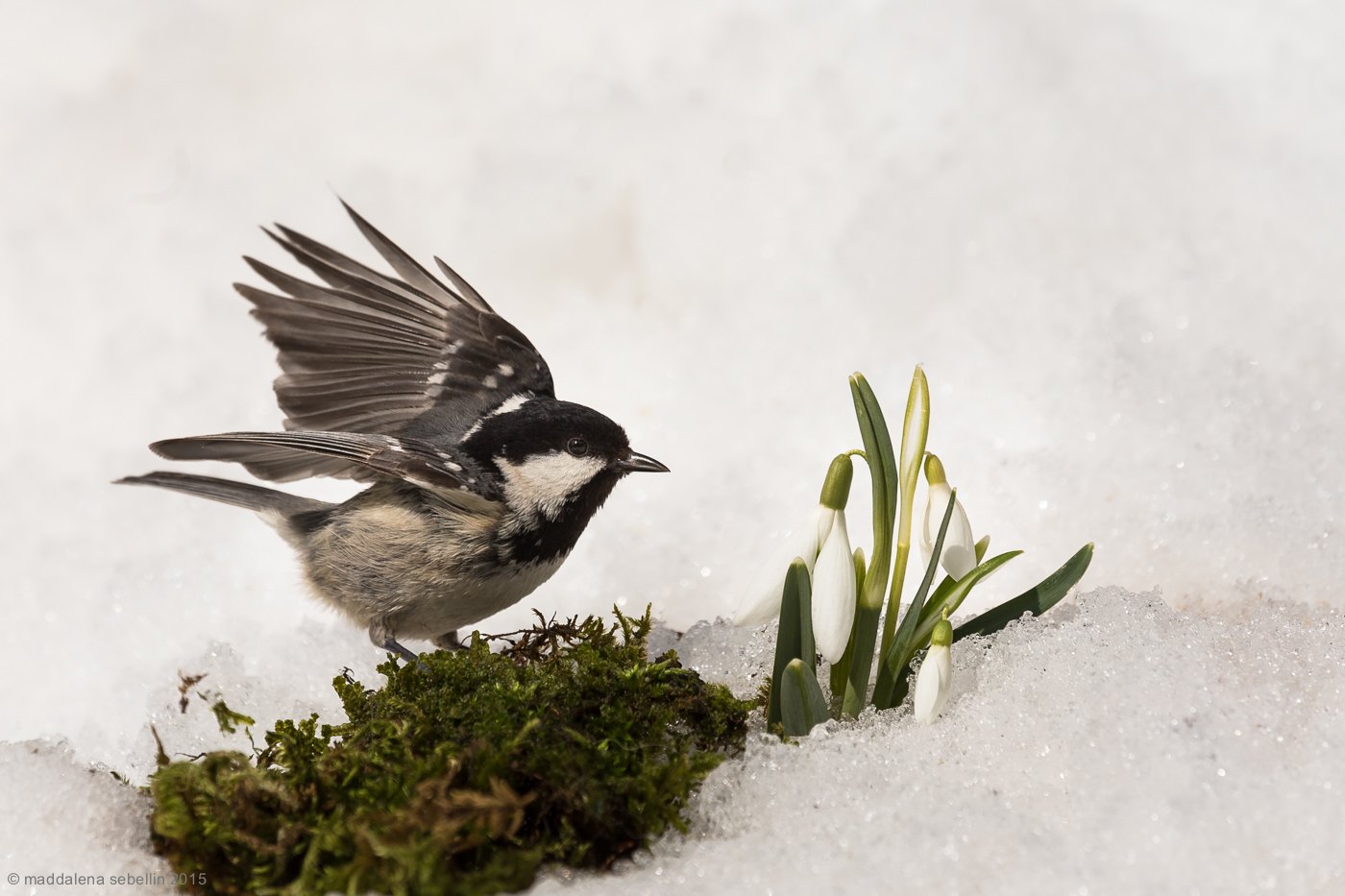 Finally a florist !!!