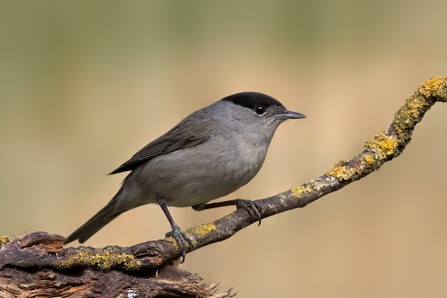 ... On the alert ..!