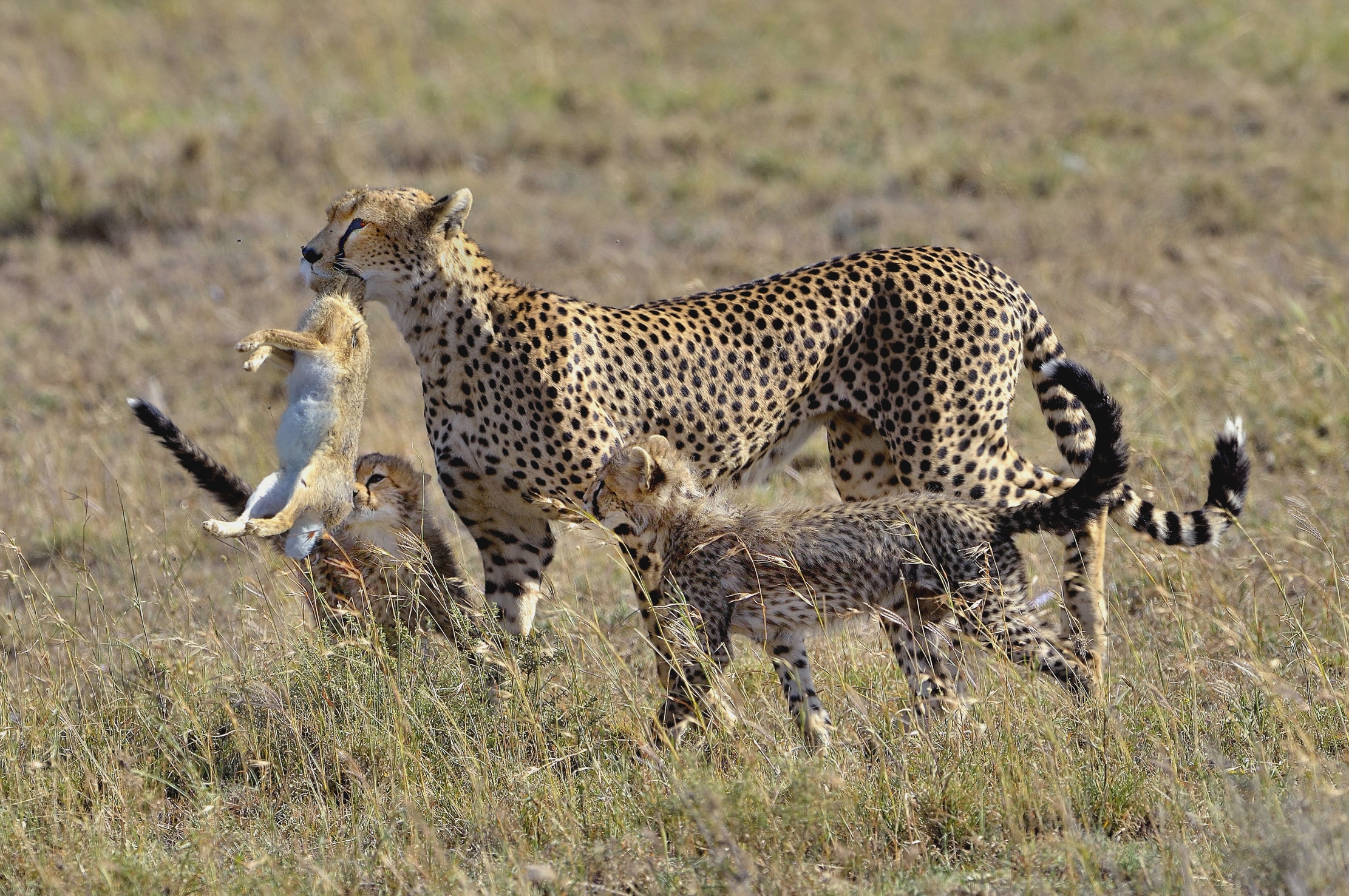 Tanzania 2015 - Oggi...LEPRE!