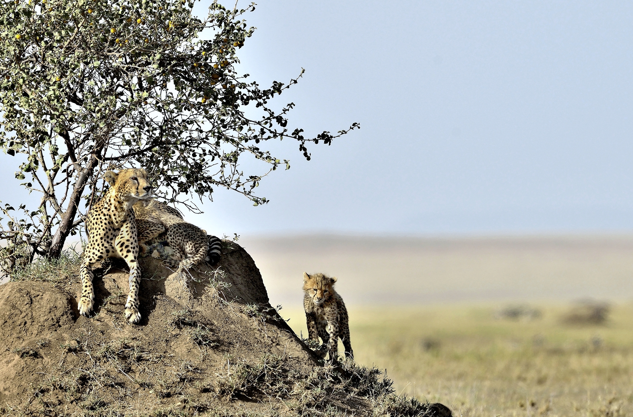 Tanzania 2015 - Cheetahs