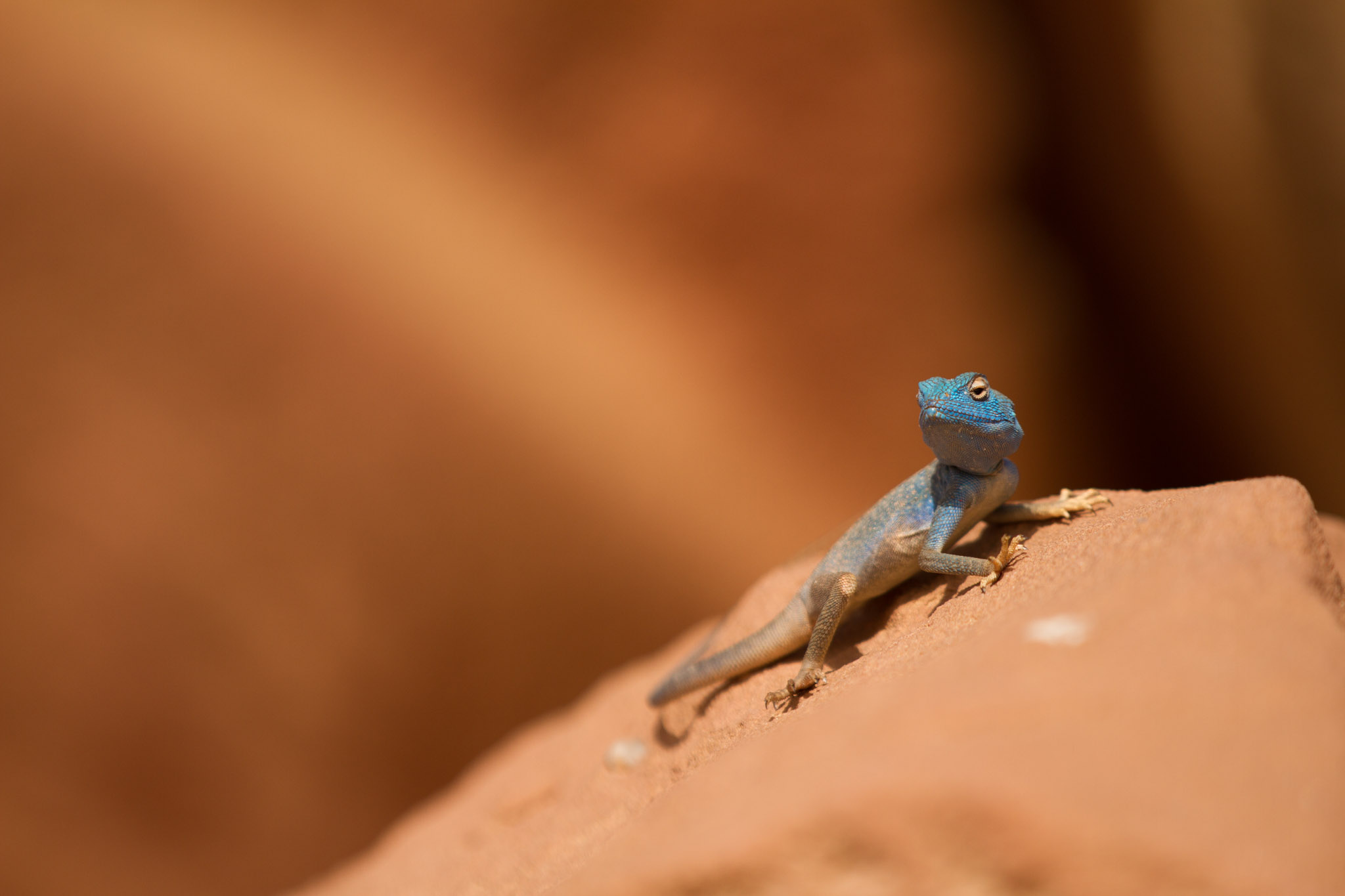 04_Wadi Rum Blue Agama