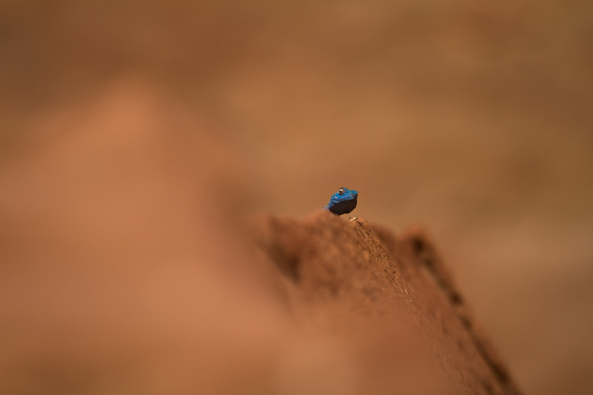 05_Wadi Rum Blue Agama