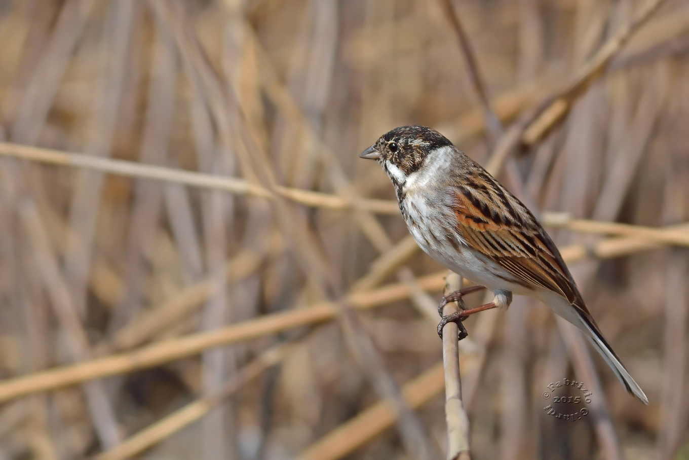 ..I throw or not throw myself? ...