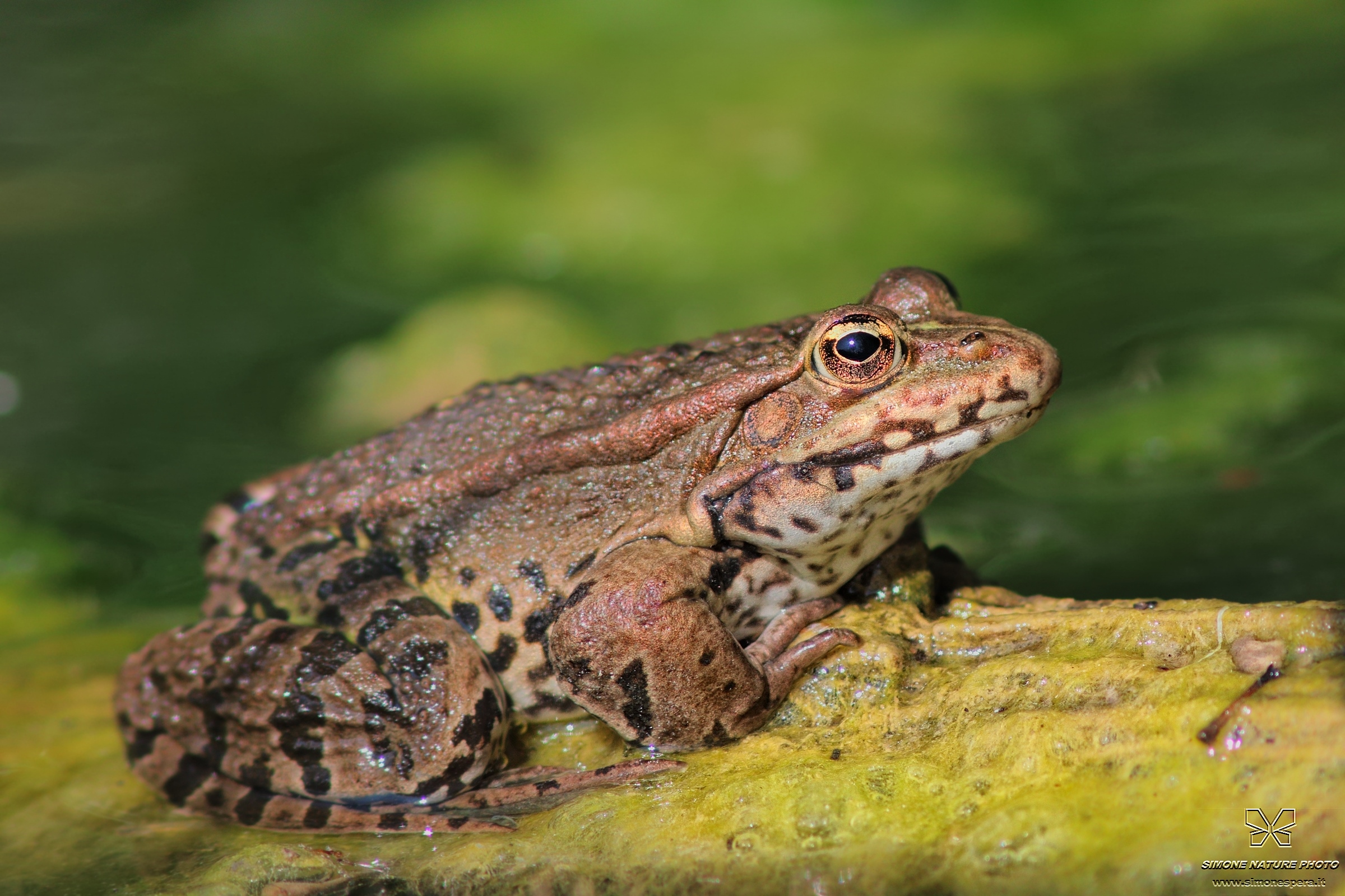 Common frog ditches .....