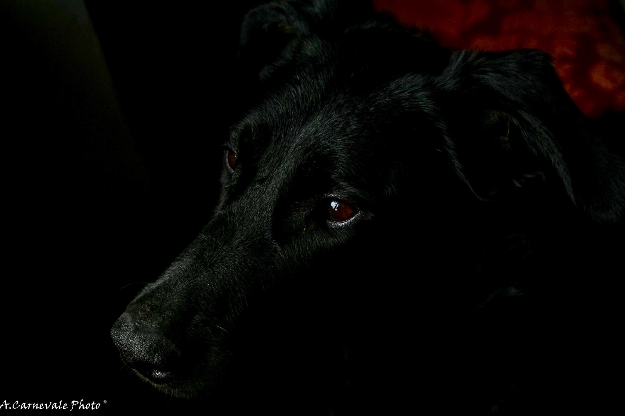 Beauceron in low-key