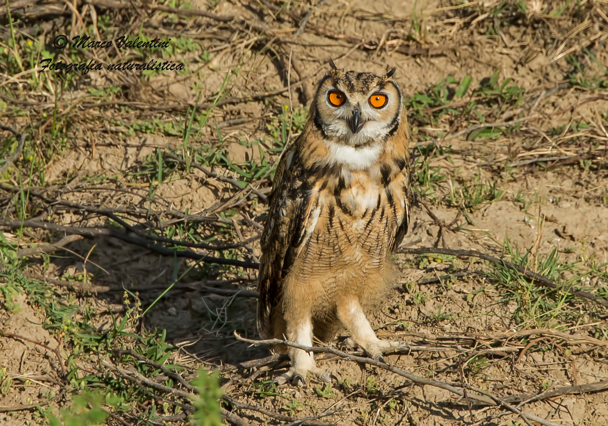 About Owls - Rock eagle owl